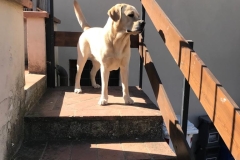 LA MASCOTTE UFFICIALE DELLA PARROCCHIA SAN GIOVANNI EVANGELISTA "ACHILLE"