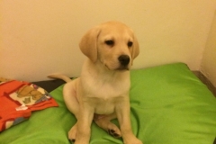 ACHILLE