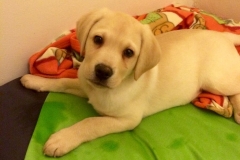 ACHILLE