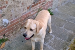ACHILLE