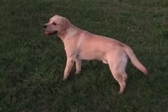 ACHILLE