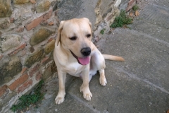ACHILLE